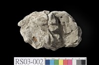 藏品(泥岩)的圖片